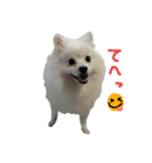 もふポメ福詠くん10（個別スタンプ：23）