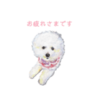 World travel of Bichon ！ 04（個別スタンプ：3）