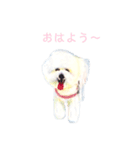 World travel of Bichon ！ 04（個別スタンプ：4）