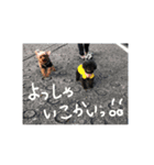 トイプードルたるれの日常（個別スタンプ：3）