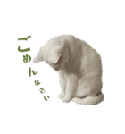 白猫ジジ（個別スタンプ：1）