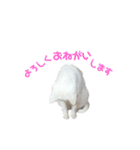 白猫ジジ（個別スタンプ：2）