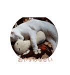 白猫ジジ（個別スタンプ：8）