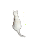 白猫ジジ（個別スタンプ：19）