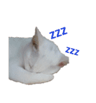 白猫ジジ（個別スタンプ：22）