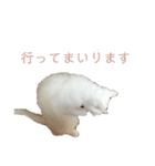 白猫ジジ（個別スタンプ：27）