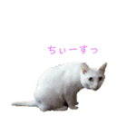 白猫ジジ（個別スタンプ：31）