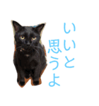 にゃんこつめあわせ（個別スタンプ：5）
