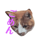 にゃんこつめあわせ（個別スタンプ：9）