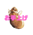 にゃんこつめあわせ（個別スタンプ：20）