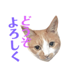 にゃんこつめあわせ（個別スタンプ：22）