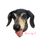 ダックスのアモルさん（個別スタンプ：3）
