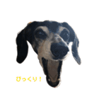 ダックスのアモルさん（個別スタンプ：10）