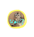 ムギちゃんルナちゃん（個別スタンプ：13）