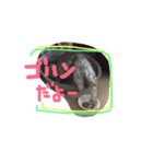 ムギちゃんルナちゃん（個別スタンプ：22）