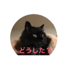 ガッチャ（個別スタンプ：2）