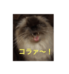 ガッチャ（個別スタンプ：5）
