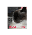 ガッチャ（個別スタンプ：6）