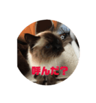 ガッチャ（個別スタンプ：7）