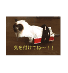 ガッチャ（個別スタンプ：8）