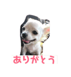 ちょことくるみ（個別スタンプ：2）