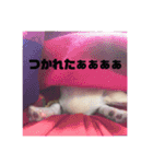 ちょことくるみ（個別スタンプ：3）