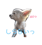 ちょことくるみ（個別スタンプ：4）