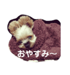 ちょことくるみ（個別スタンプ：9）