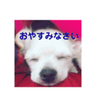 ちょことくるみ（個別スタンプ：15）