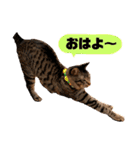 にゃんちゃん＆きな汰（個別スタンプ：1）