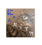 にゃんちゃん＆きな汰（個別スタンプ：2）