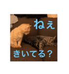 にゃんちゃん＆きな汰（個別スタンプ：5）