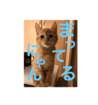 にゃんちゃん＆きな汰（個別スタンプ：6）