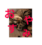 にゃんちゃん＆きな汰（個別スタンプ：8）