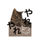 にゃんちゃん＆きな汰（個別スタンプ：10）