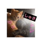 にゃんちゃん＆きな汰（個別スタンプ：11）