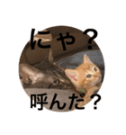 にゃんちゃん＆きな汰（個別スタンプ：12）