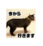 にゃんちゃん＆きな汰（個別スタンプ：13）