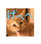 にゃんちゃん＆きな汰（個別スタンプ：16）