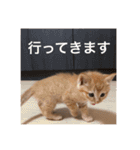 にゃんちゃん＆きな汰（個別スタンプ：19）