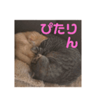 にゃんちゃん＆きな汰（個別スタンプ：22）