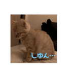 にゃんちゃん＆きな汰（個別スタンプ：23）