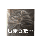 にゃんちゃん＆きな汰（個別スタンプ：24）