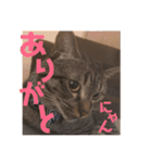 にゃんちゃん＆きな汰（個別スタンプ：27）