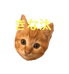 にゃんちゃん＆きな汰（個別スタンプ：32）