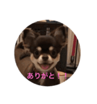 チワワのぽてちー（個別スタンプ：8）