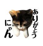 猫と使えるスタンプ～その1～（個別スタンプ：1）