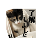 猫と使えるスタンプ～その1～（個別スタンプ：2）