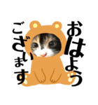 猫と使えるスタンプ～その1～（個別スタンプ：4）