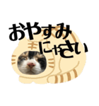 猫と使えるスタンプ～その1～（個別スタンプ：5）